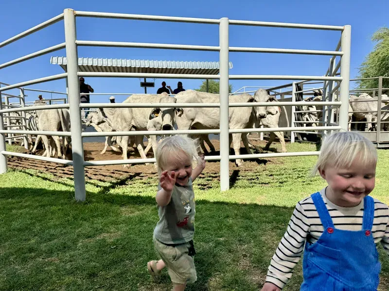 Livestock auction