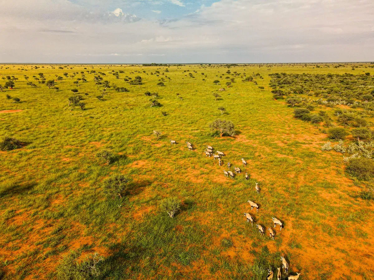 Kalahari landscape