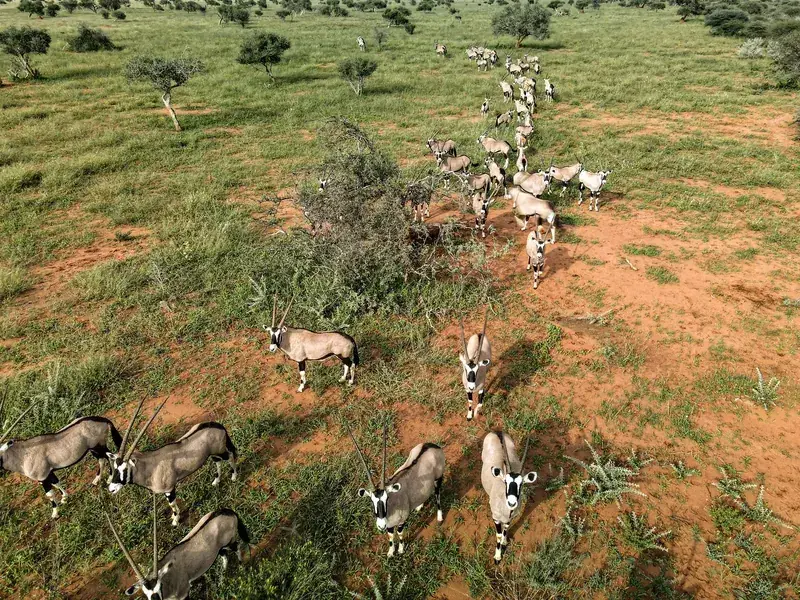Oryx trophy Kalahari