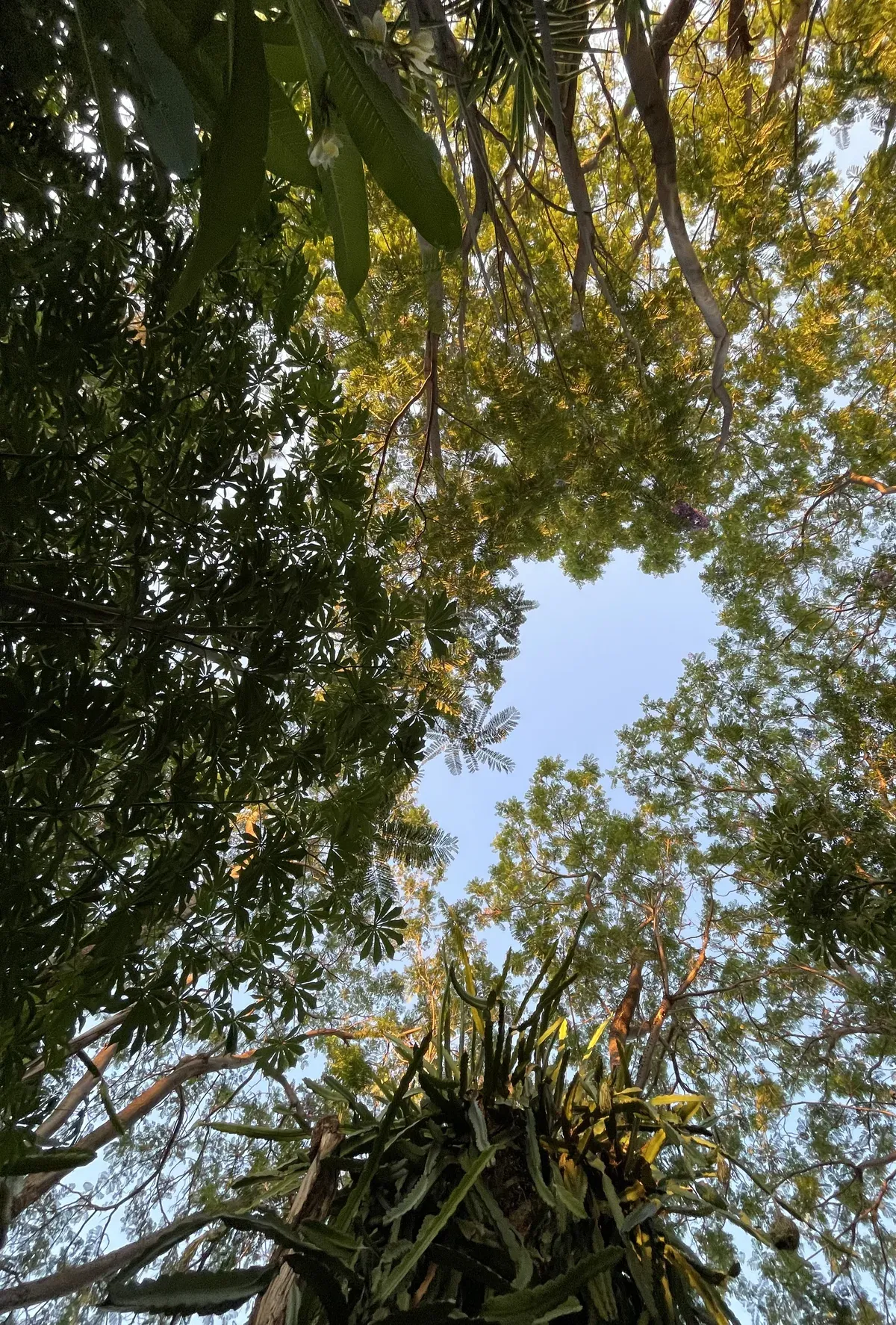 Kalahari tree canopy