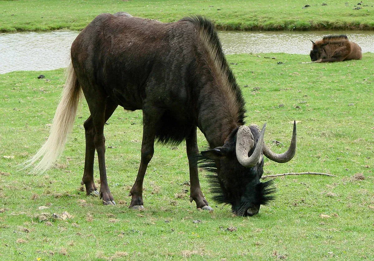 Black Wildebeest