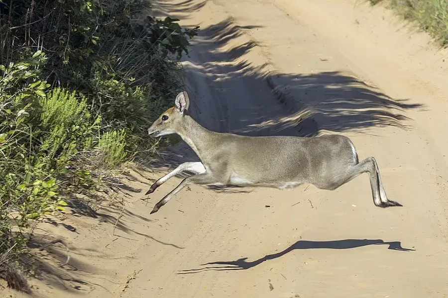 Duiker