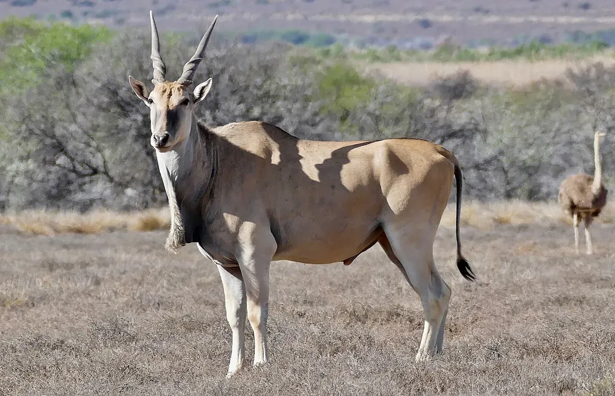 Eland