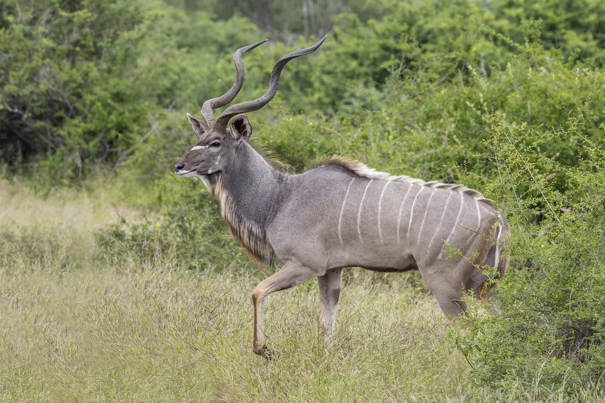 Kudu