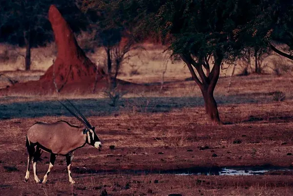 Oryx